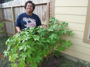 Chris did a great job growing okra.
